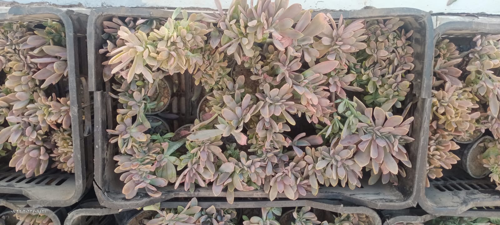 Graptopetalum paraguayense